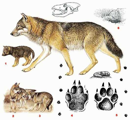 Волк (Canis lupus)