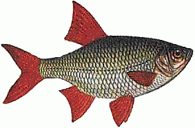 Красноперка