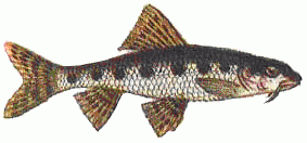 Пескарь